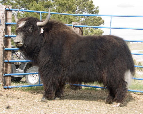 trim yak bull Chewbacca